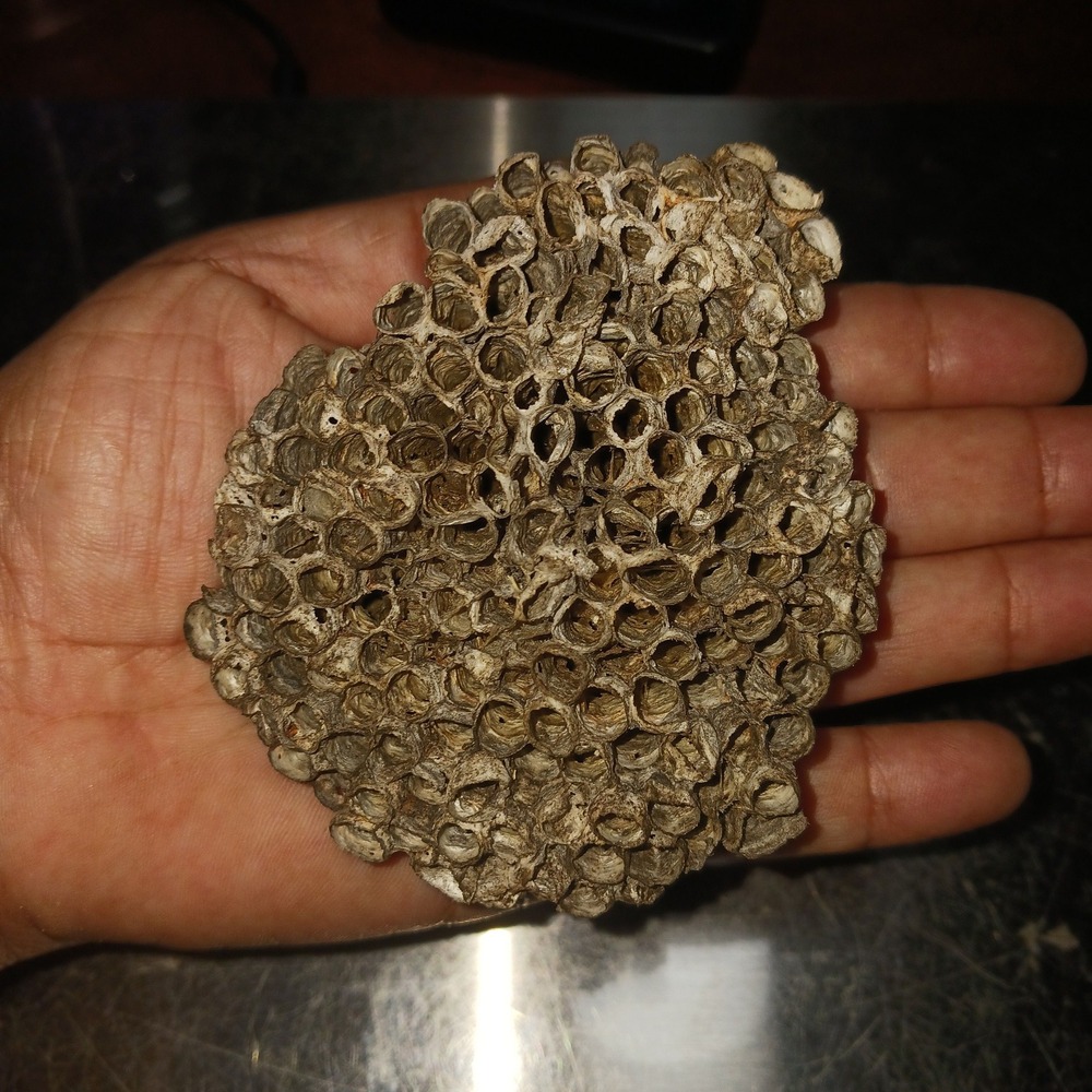 Medium Paper Wasp Nest Natural Oddities Crafting Supplies Ethically Sourced